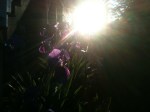 Iris photo