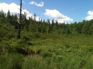 Another view on my walk