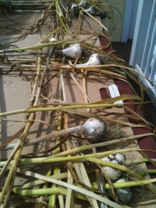 Garlic social comparison